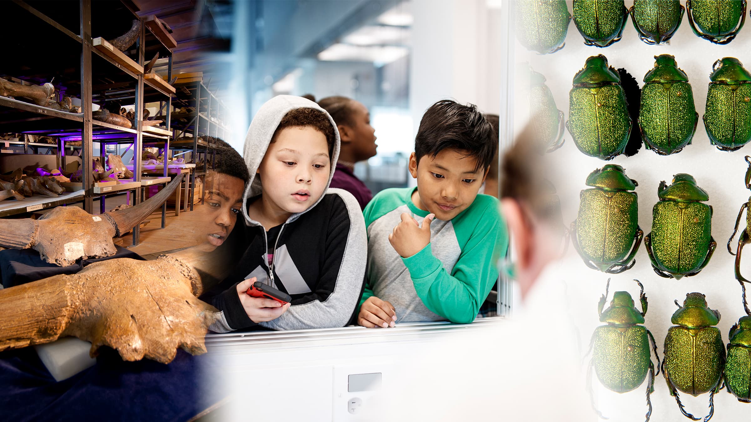 An image collage of fossils on a shelf, students watching a researcher, and green beetles. 