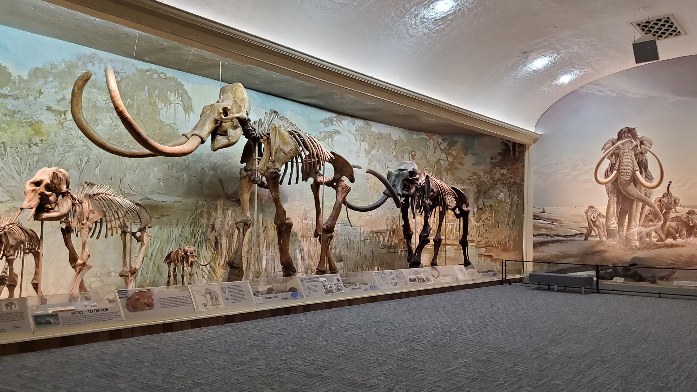 Archie the fossil mammoth and several other mammoth fossils on display in Elephant Hall