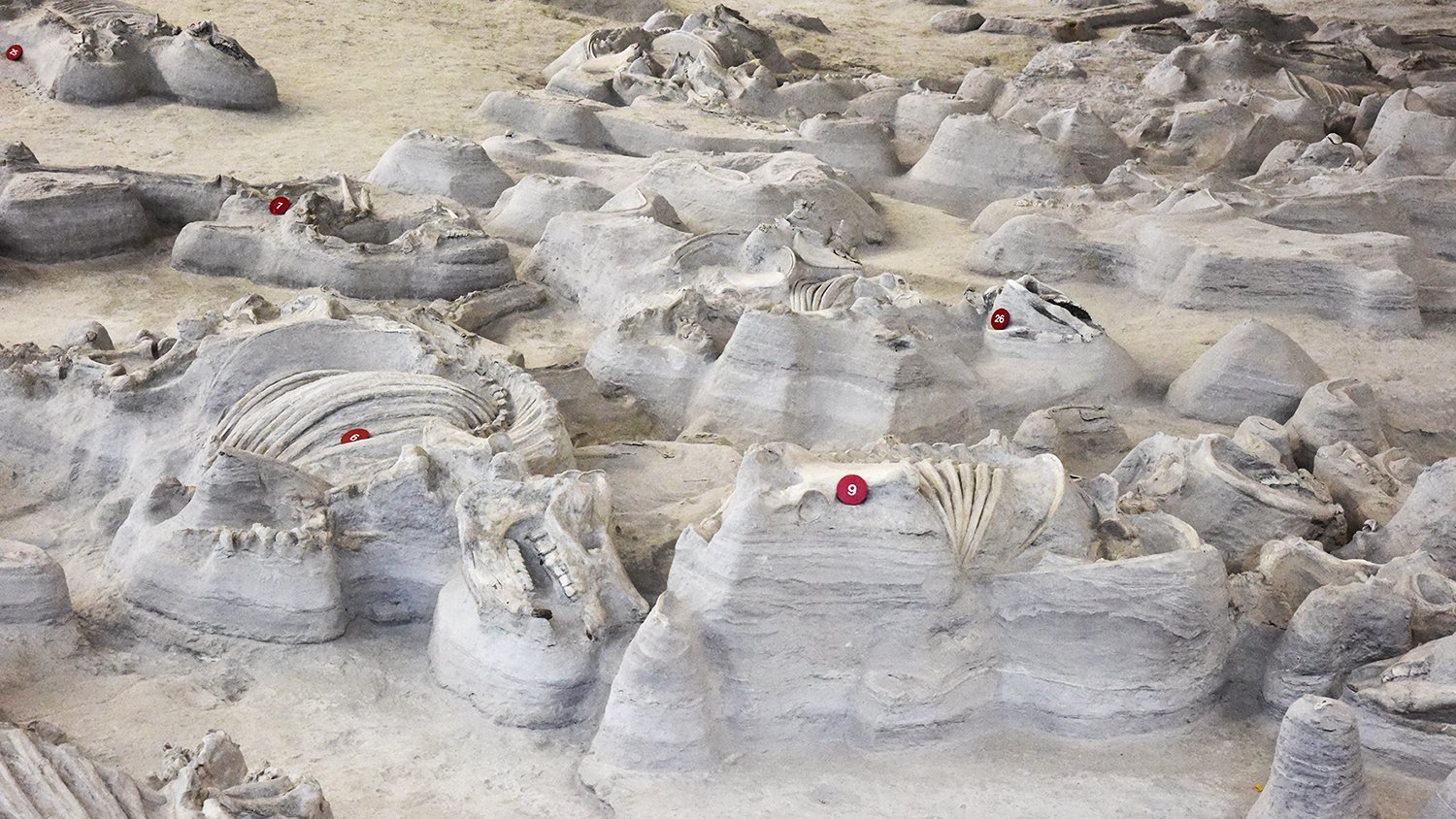 White fossils in ground, excavated, with red circular numbered tags on top of the fossils 