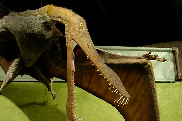 A model of a wildly fanged pterosaur menaces onlookers with its beak agape and wings outstretched.
