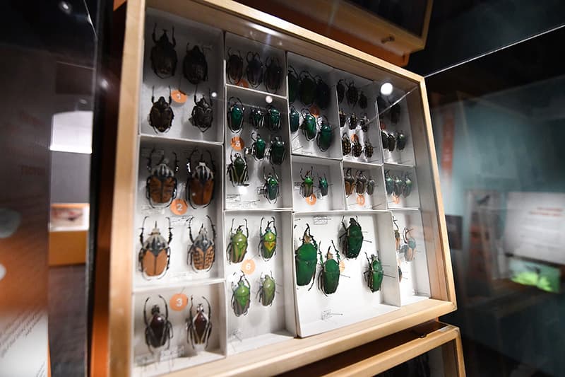 A glass fronted display case with a large collection of very big beetles.