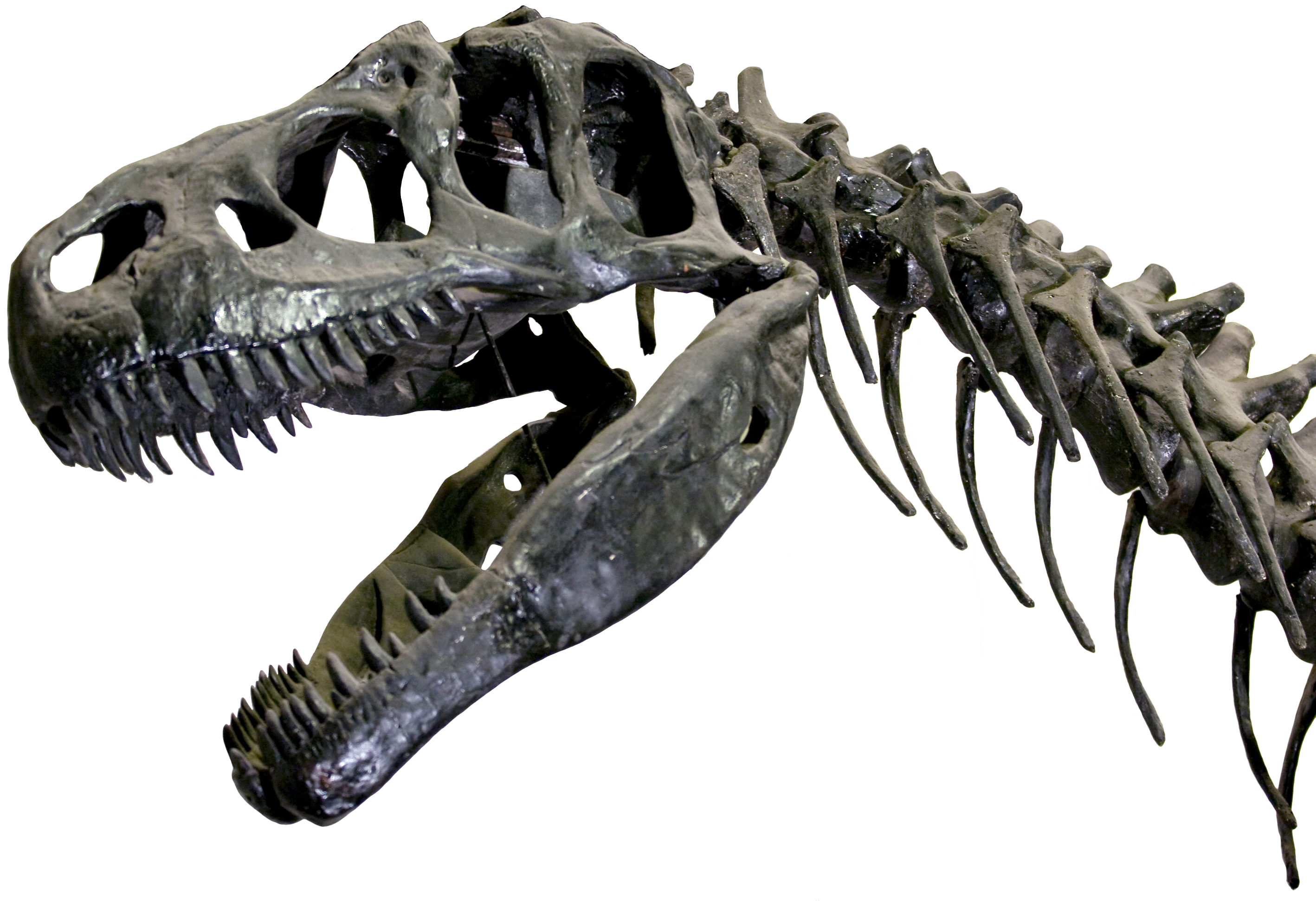 Close up on a the skull and neck bones of a tyrannosaurus.