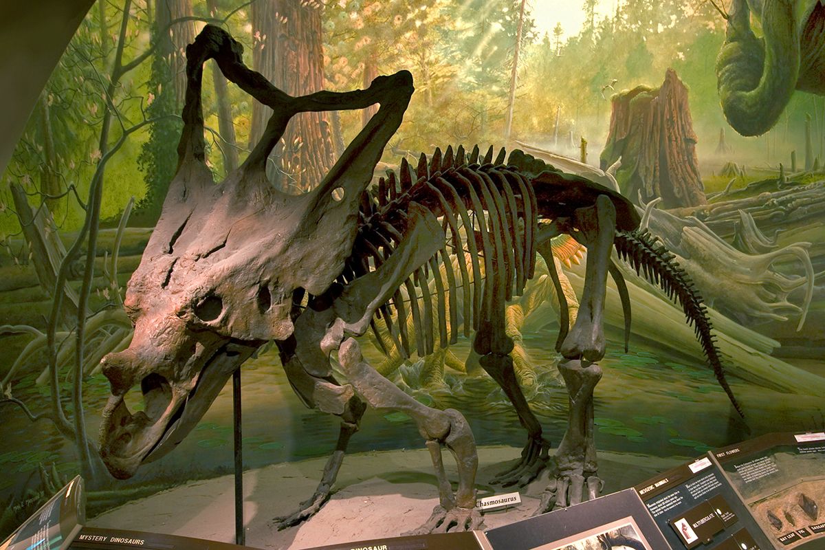 The skeleton of a Chasmosaurus in front of a painted forest backdrop.