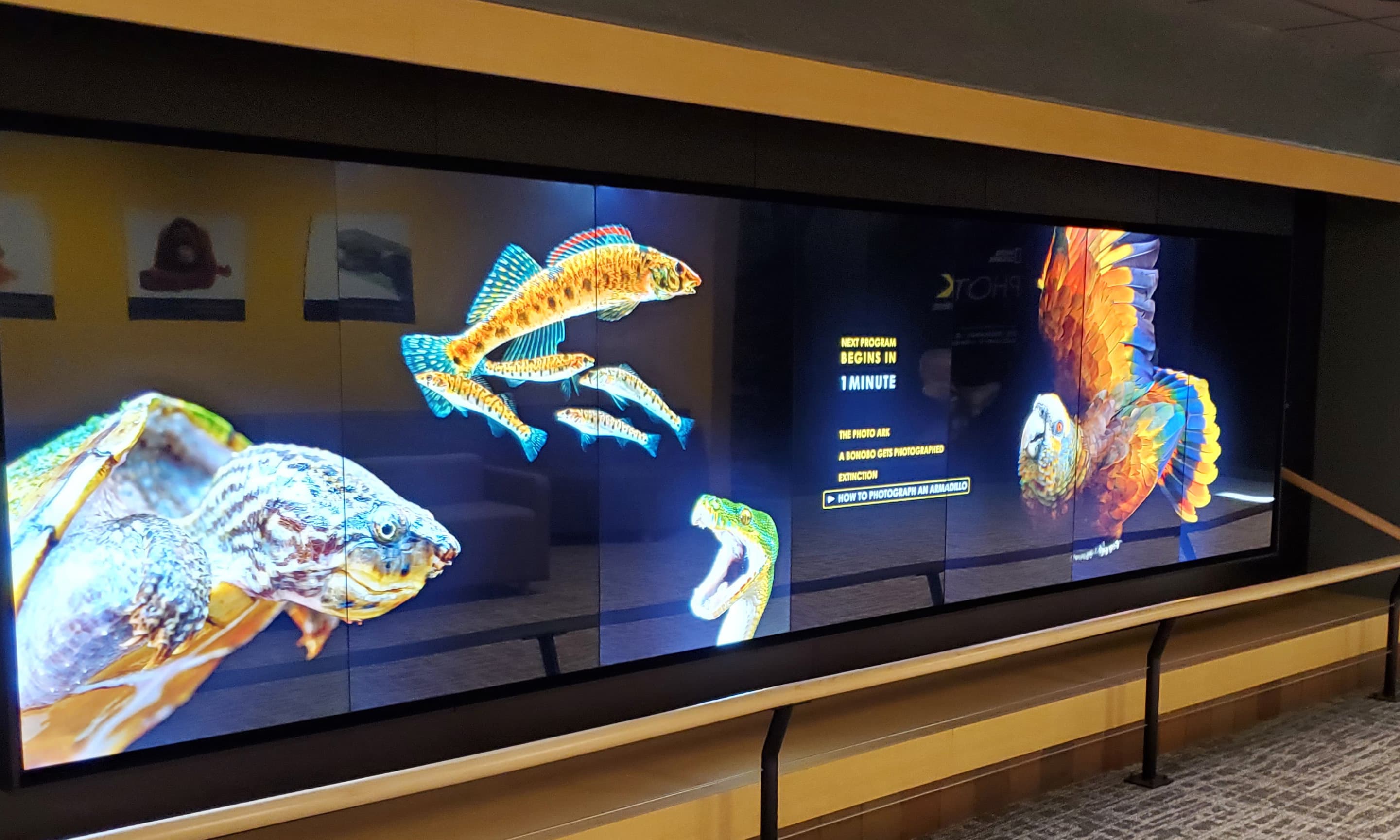 A huge display wall of photographs including several fish, a snake and a colorful parrot.