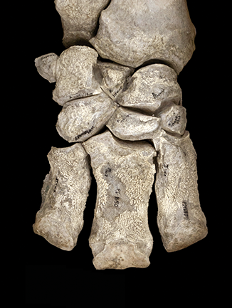 Close up of rhino foot bone