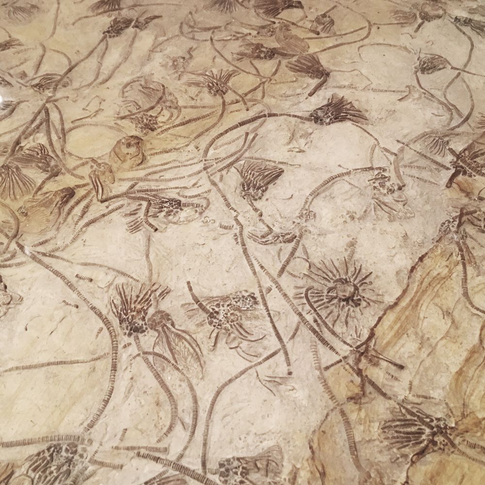 Many embedded fossils of marine life that resemble long stemmed flowers.