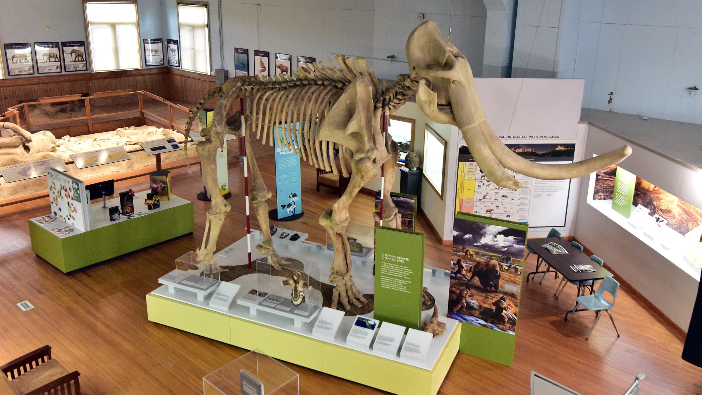 A large mammoth fossil stands as centerpiece exhibit of the museum. 