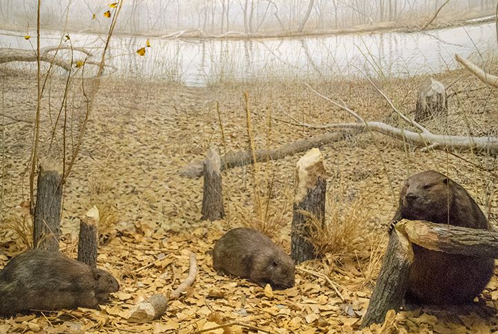 Stuffed beavers look around their enclosure diorama which resembles Nebraskan prairie.