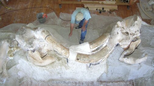 Researcher inspects part of a fossil on an exhibit. 
