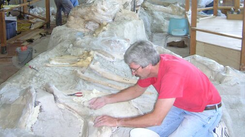 A paleontologist works on placing pretend sediment around a fossil as part of a display. 