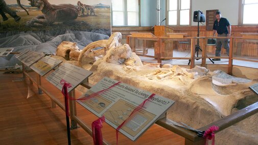 Ribbon is draped over reading panels surrounding a fossil mammoth display. 