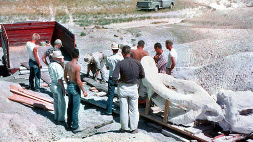 A team prepares to load a large fossil mammoth skull off a pallet on skids into an open trailer. 