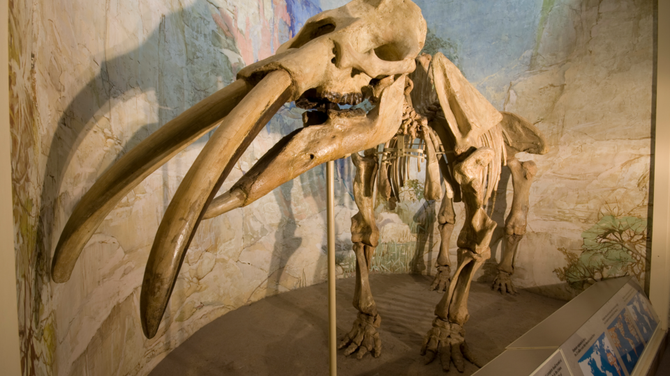 Elephant Hall fossil