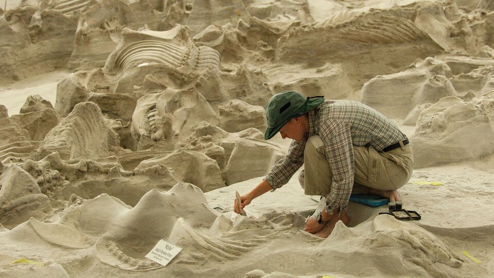 A worker kneels over a specimen in the Ashfall fossil field brushing the fossil clean.