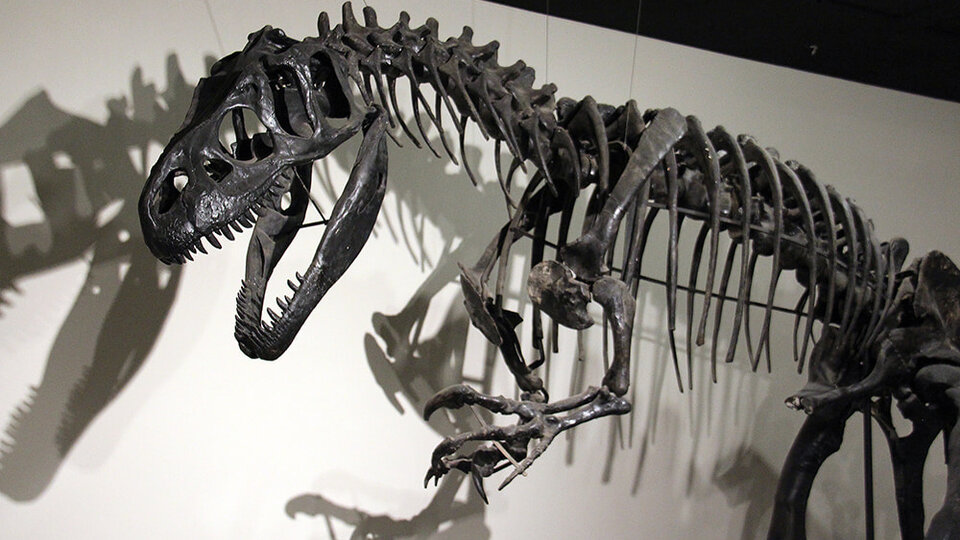 Jurassic Gallery Allosaurus skeleton Close Up