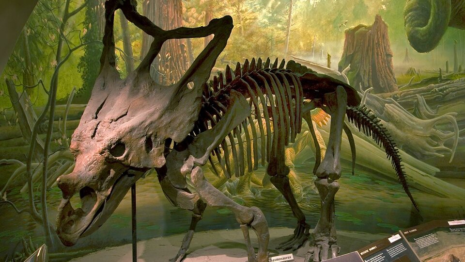 The skeleton of a Chasmosaurus in front of a painted forest backdrop.