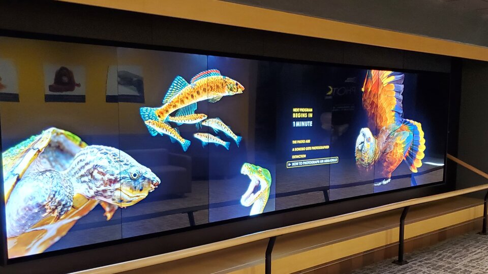 A huge display wall of photographs including several fish, a snake and a colorful parrot.