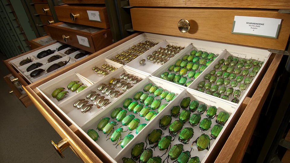 A collection of beetles pinned and preserved in special drawers is opened for display.
