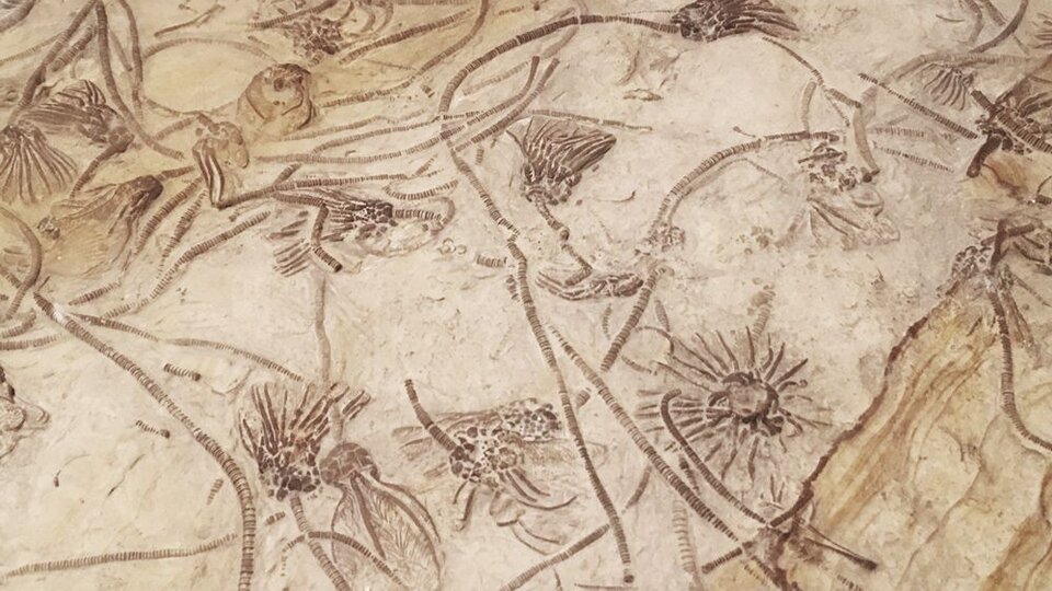 Many embedded fossils of marine life that resemble long stemmed flowers.