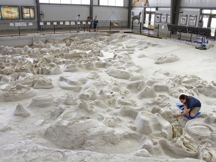 Volunteer working on uncovering fossil at Ashfall fossil bed