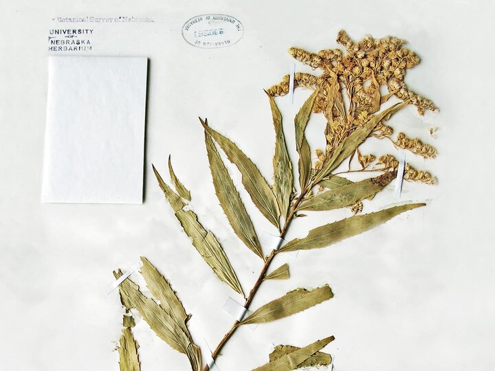 Goldenrod specimen preserved in collection format.