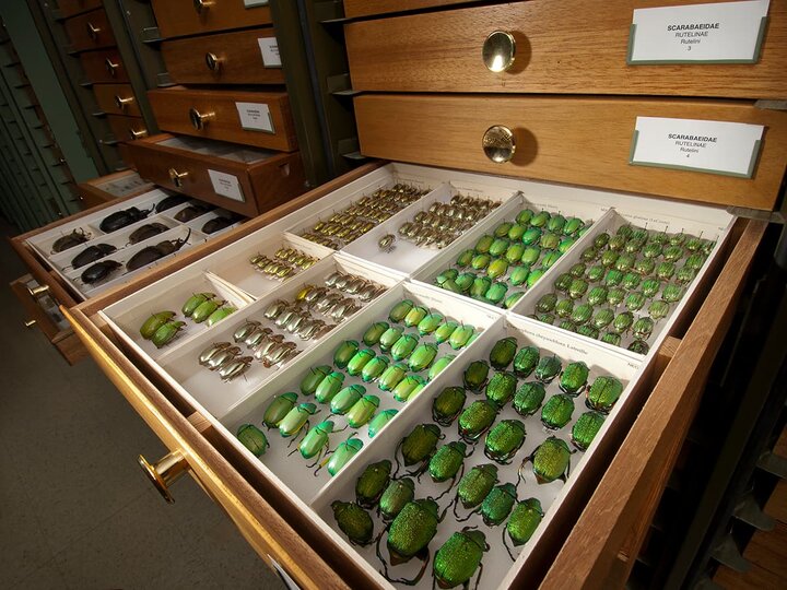 A collection of beetles pinned and preserved in special drawers is opened for display.