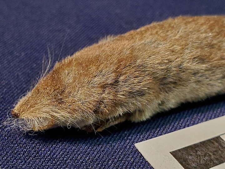 Close up of a vole creature from the zoology collection.