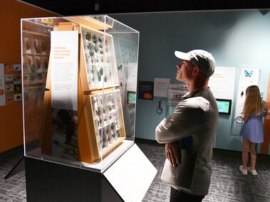 A man wearing a baseball cap studies beetles within a display case thoughtfully..