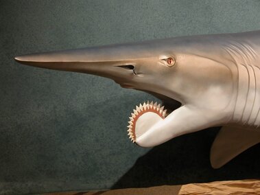 Bizarre Beasts Helicoprion Head Close-up