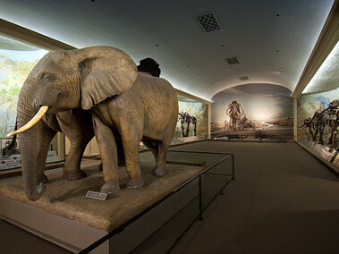 Elephant Hall full view with present day elephant models 