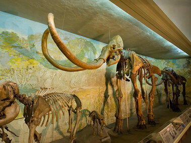 Elephant Hall Archie Columbian Mammoth