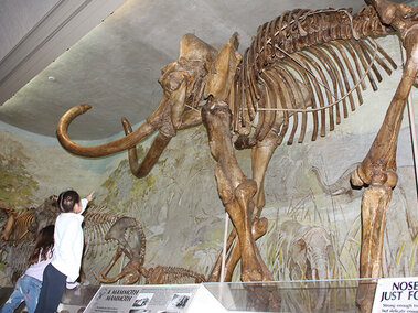 Elephant Hall mammoth with young girls reaching toward it