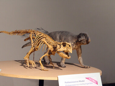 Jurassic Gallery Psittacosaurus model
