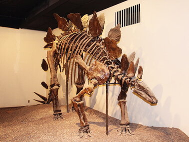 Jurassic Gallery Stegosaurus
