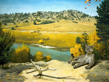 Bobcat diorama in the Hall of Nebraska Wildlife