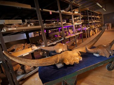 A collection of fossils including ancient bison horns on display from the research collection